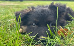 German Shepherd dogs for sale: GERMAN SHEPHERD LONG COATED PUPPIES - Image 27