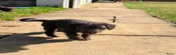 Mixed Breed dogs for sale: Bedlington whippets in Bishop Auckland - Advert 8