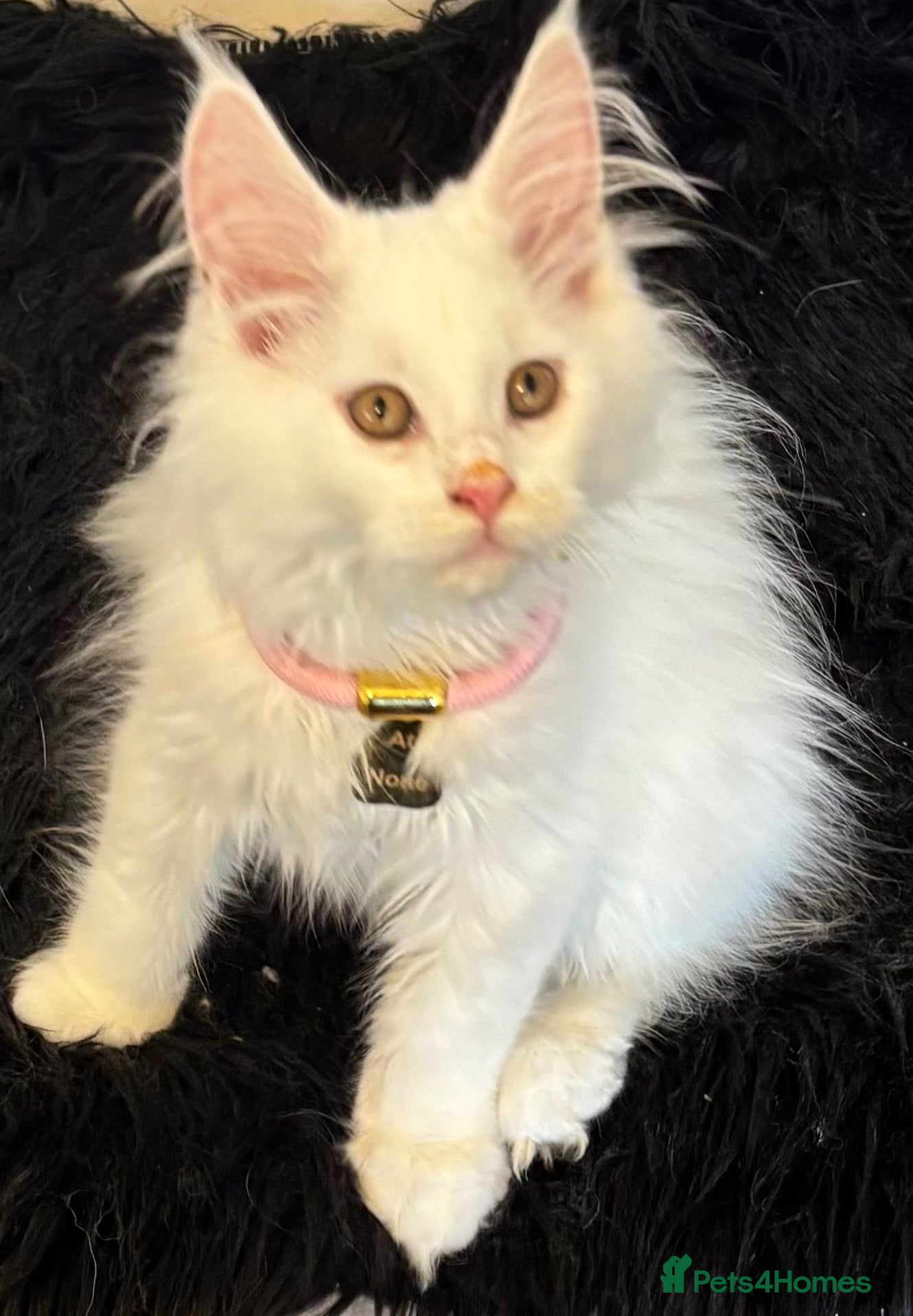 Maine Coon cats Gorgeous, XXL Russian Maine Coon kittens - Advert 2