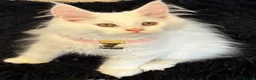 Maine Coon cats for sale: Gorgeous, XXL Russian Maine Coon kittens - Advert 2