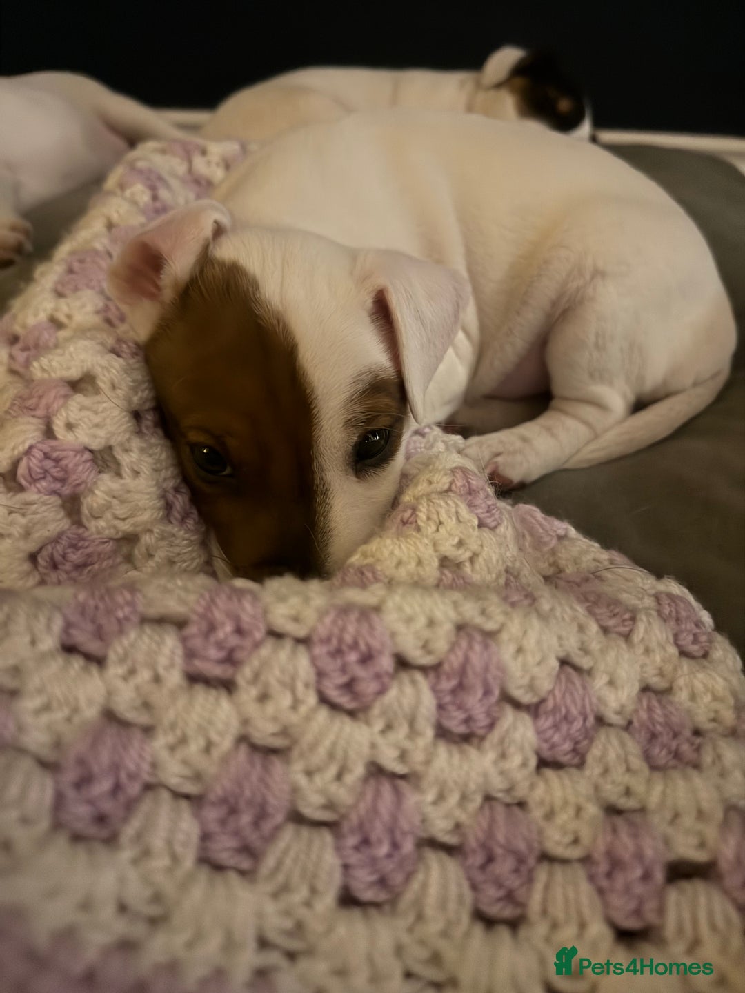 Mixed Breed dogs for sale: Lakeland/russell puppies - Advert 4