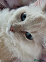 Ragdoll cats - Advert 6