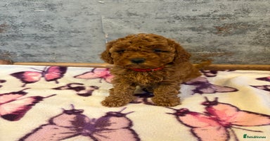 Cockapoo dogs Beautiful Cockapoo puppies last girl and last boy  - Advert 2