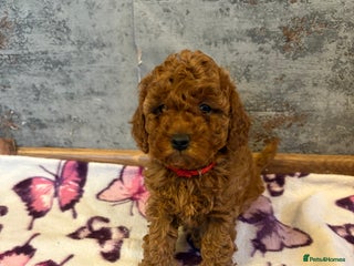 Cockapoo dogs Beautiful Cockapoo puppies last girl and last boy - Advert 18