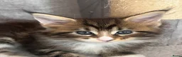 Maine Coon cats for sale: Beautiful Maine Coon Kittens - Advert 3