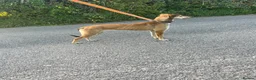 Lurcher dogs for sale: Saluki bull greyhound  in Hereford - Advert 2