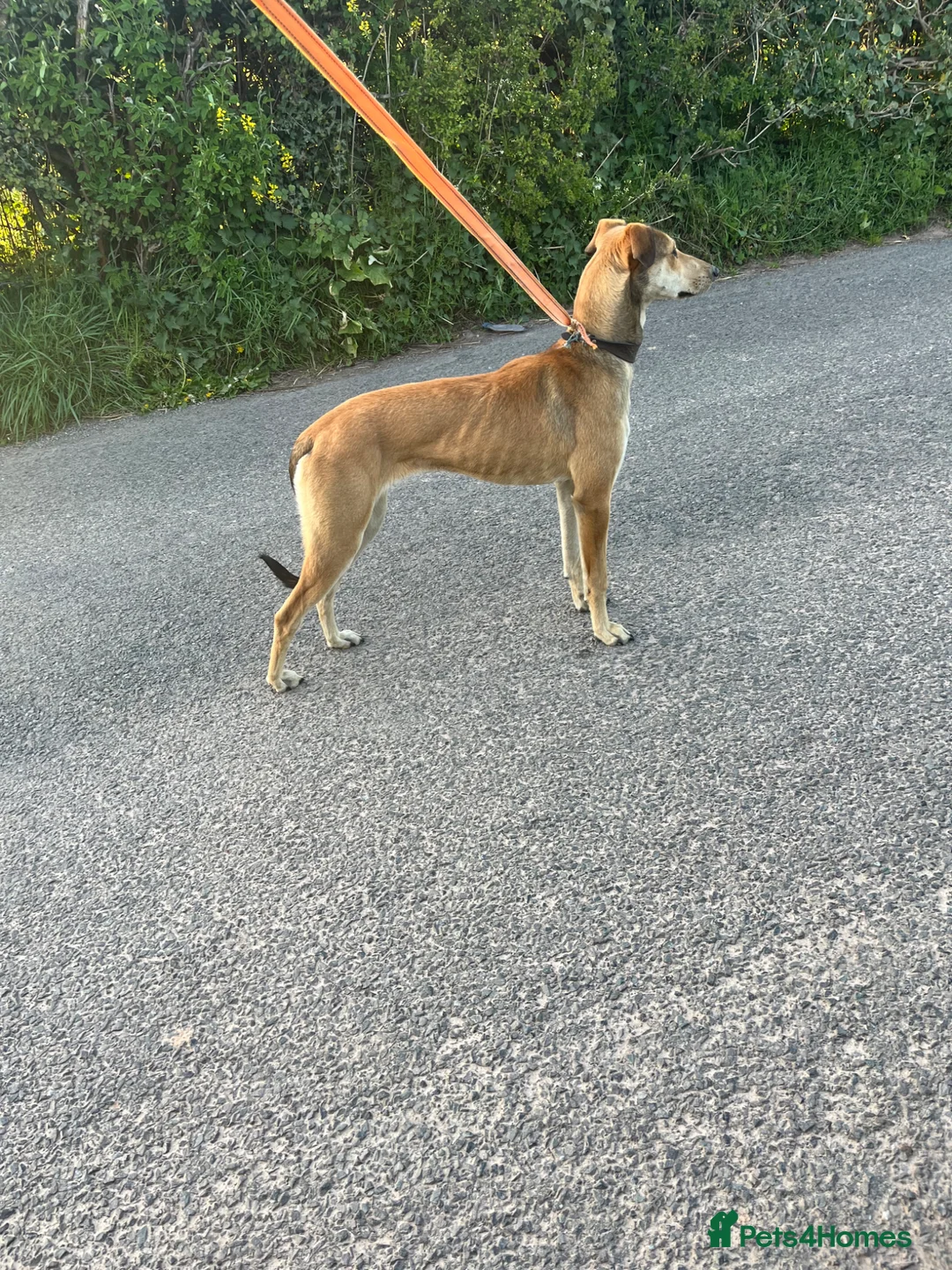 Lurcher dogs for sale: Saluki bull greyhound  in Hereford - Advert 2