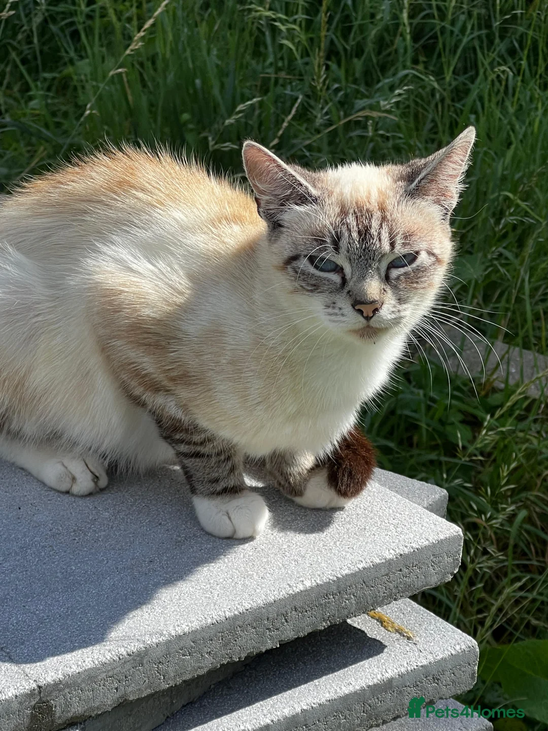 Mixed Breed cats for sale: SIAMESE X FEMALE KITTEN **AVAILABLE** in London - Advert 2