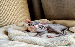 Sphynx cats for sale: Don Sphynx Kittens - Image 18