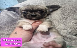 Chihuahua dogs for sale: Chihuahua pups for sale - Image 3