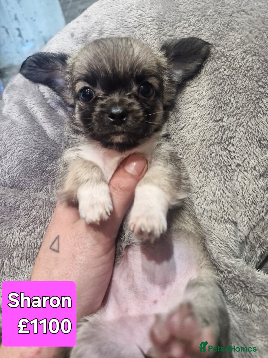 Chihuahua dogs for sale: Chihuahua pups for sale - Image 3