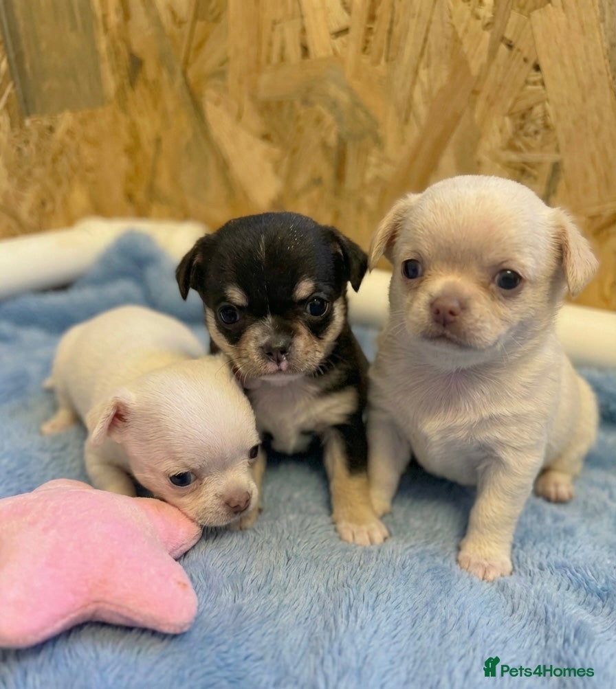 Chihuahua dogs Kc 3 boys Beautiful chihuahua puppies - Advert 9