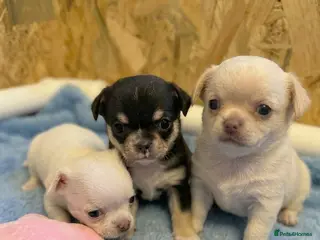 Chihuahua dogs Kc 3 boys Beautiful chihuahua puppies - Advert 9