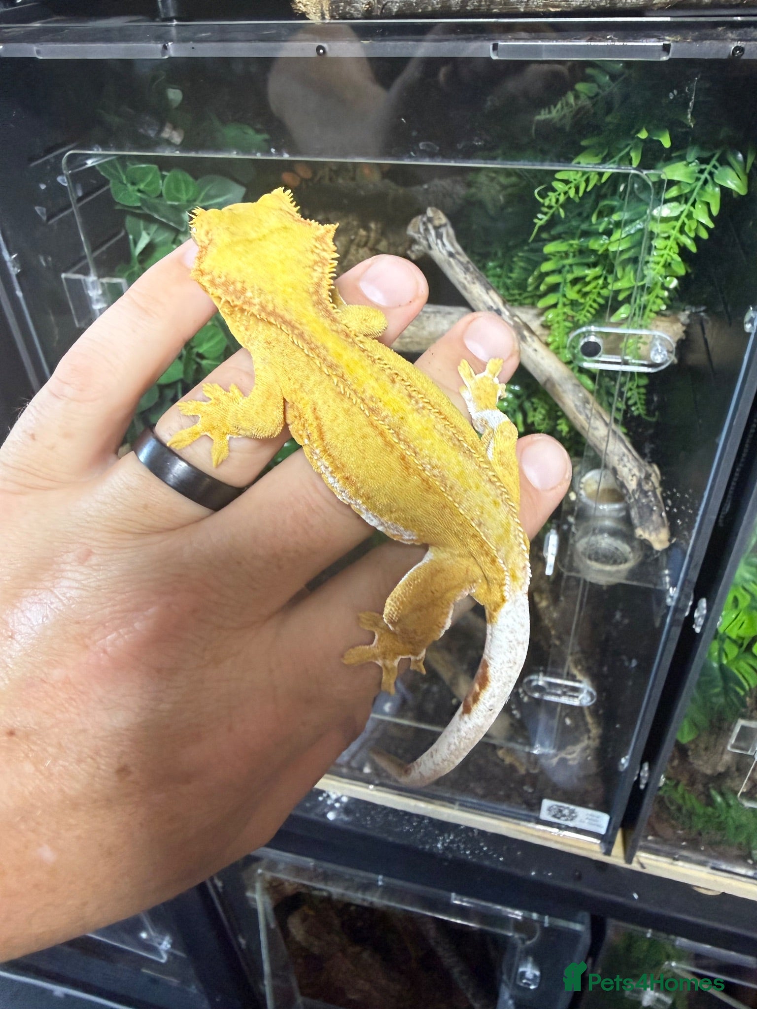 Gecko reptiles Various crested geckos for sale  - Advert 2