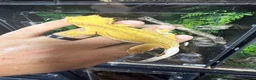Gecko reptiles for sale: Various crested geckos for sale  - Advert 2