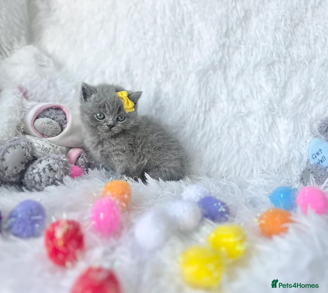British Shorthair cats for sale: ⭐️ British Shorthair & Longhaired Kittens⭐️  - Advert 27