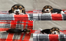Beagle dogs for sale: SUPER CHUNKY KC SHOW BEAGLE PUPPIES - Image 26