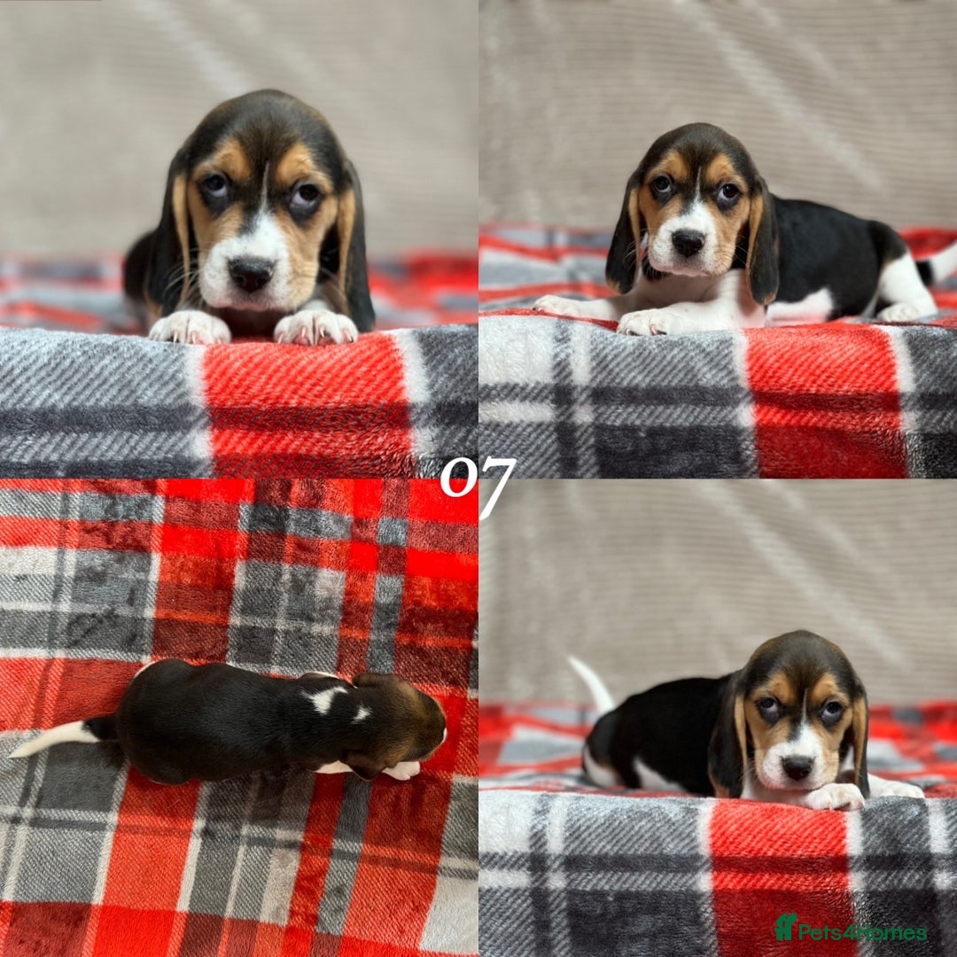 Beagle dogs for sale: SUPER CHUNKY KC SHOW BEAGLE PUPPIES - Image 26
