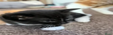 Maine Coon 8