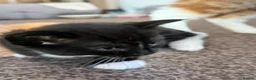 Maine Coon cats for sale: Kittens mine coon - Advert 2