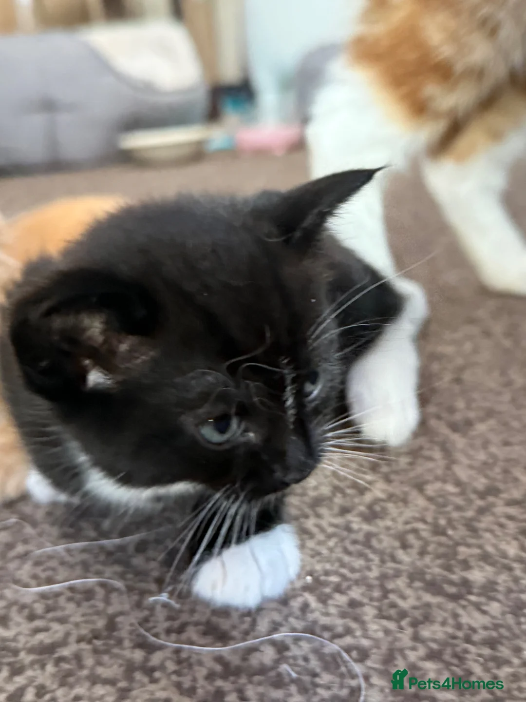 Maine Coon cats for sale: Kittens mine coon - Advert 2
