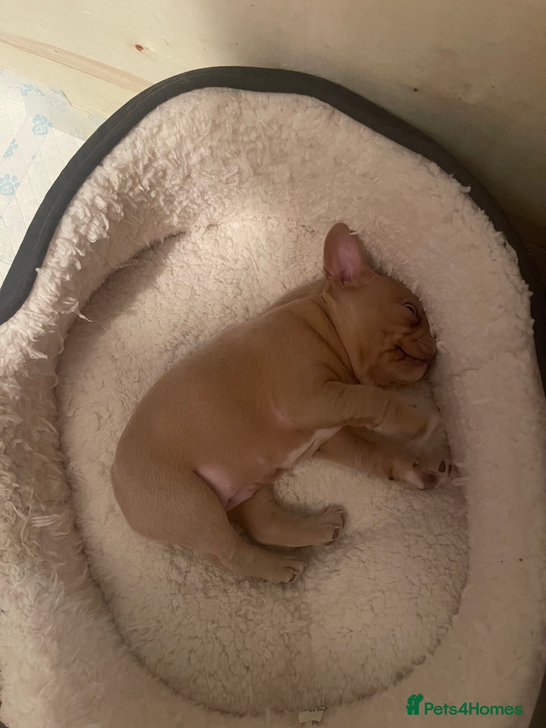 French Bulldog dogs for sale: French bulldog  - Image 9