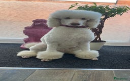 Goldendoodle dogs for sale: Beautiful golden puppies - Image 9