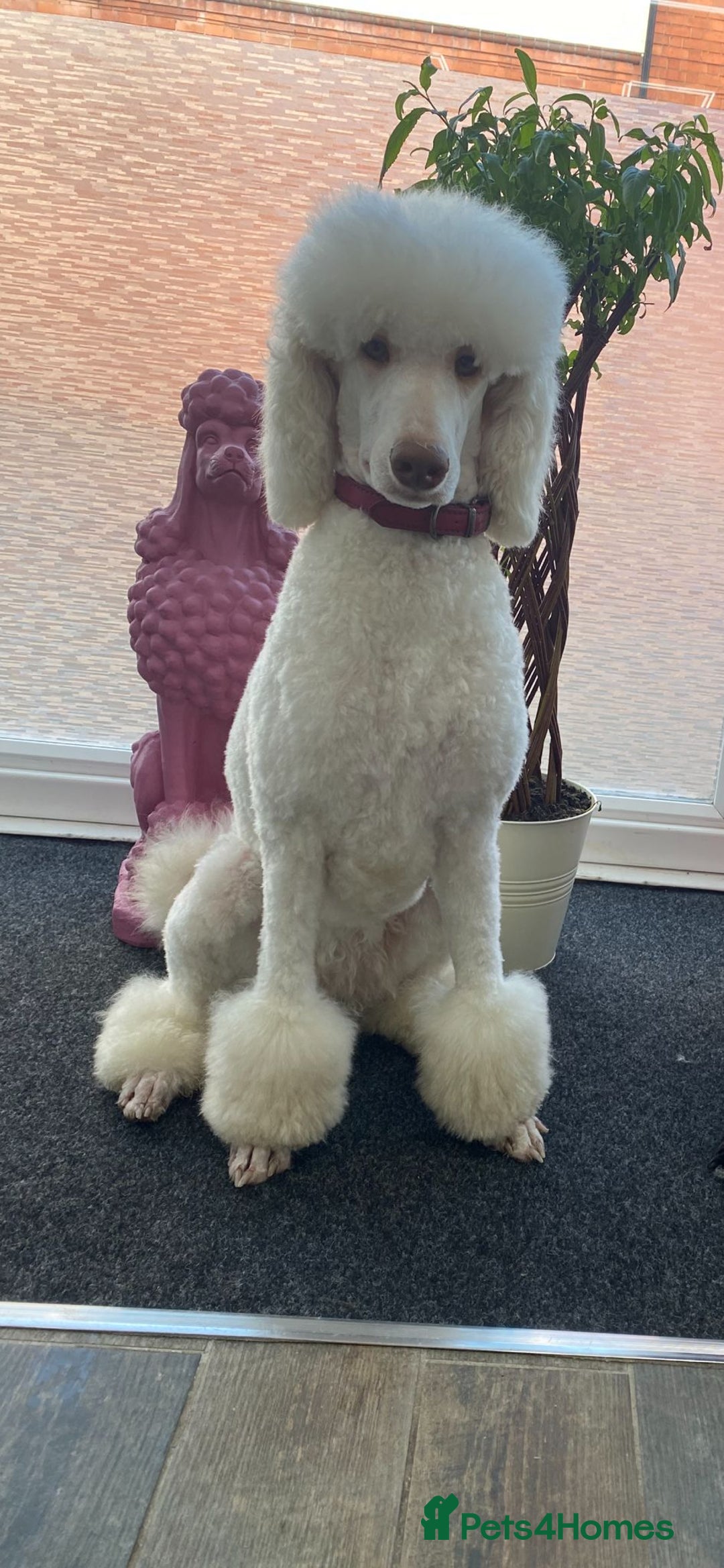 Goldendoodle dogs for sale: Beautiful golden puppies - Image 9