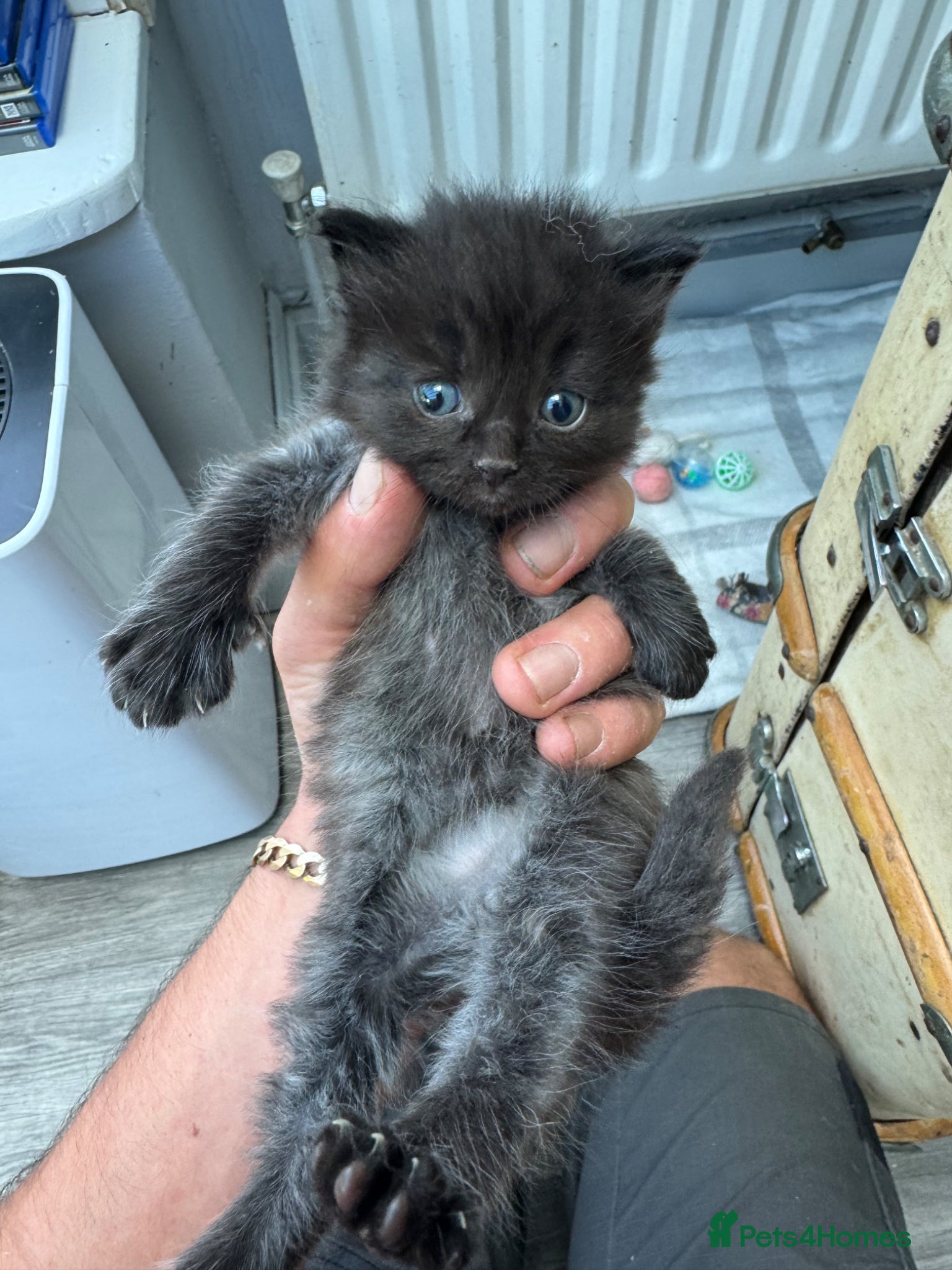 Ragdoll cats for sale: Stunning 1/2 ragdoll babies.  - Advert 11