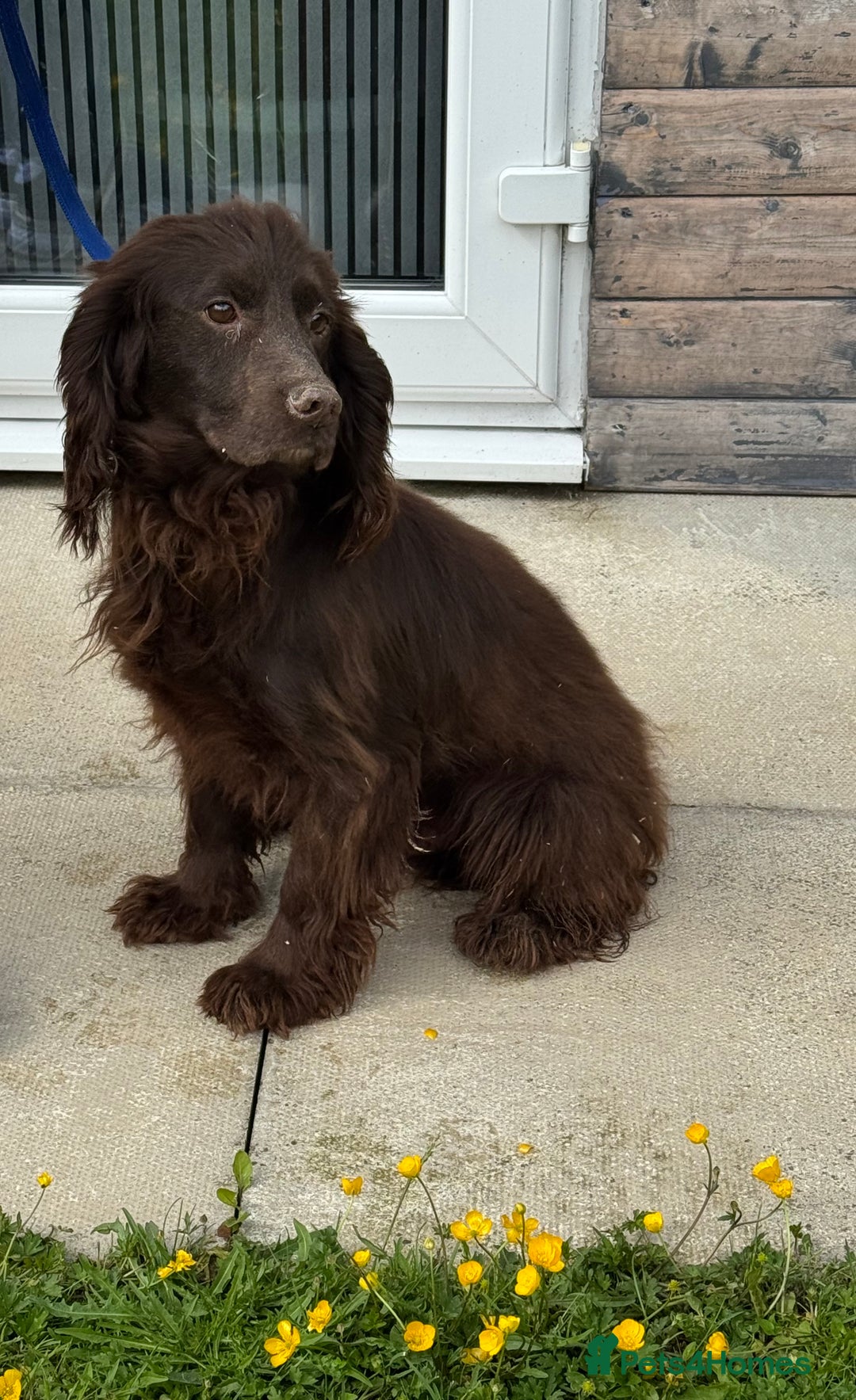 Cocker Spaniel dogs for sale: Cocker spaniels - Image 9