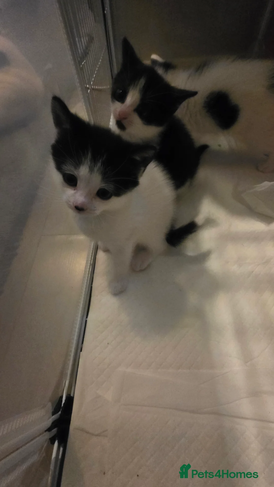 Mixed Breed cats for sale: 1 female and 2 male kitten - Advert 2