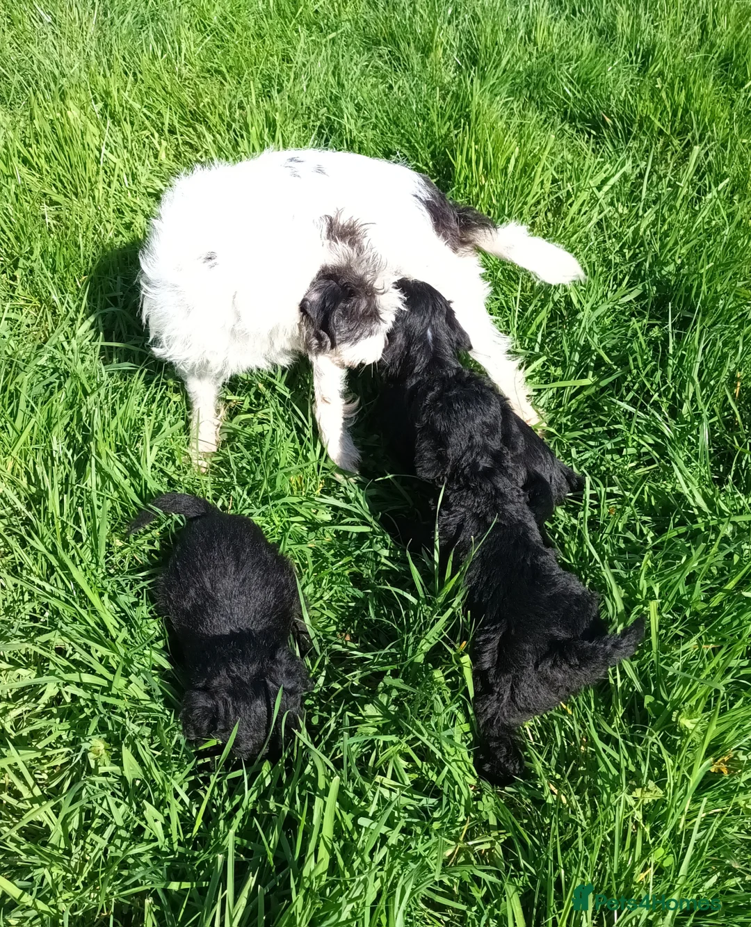 Jackapoo dogs for sale: Fluffy Jack-A-Poo puppies - Advert 2