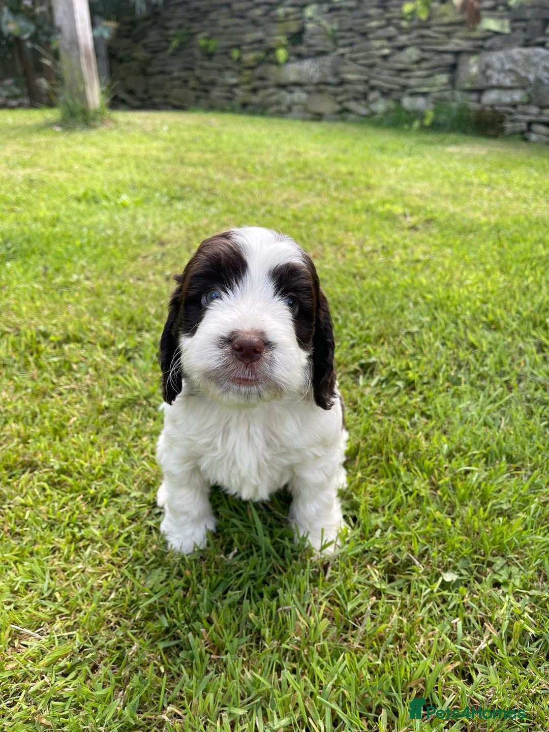 Cockapoo dogs for sale: Cockerpoo puppies  - Image 3
