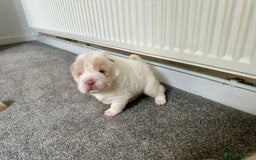 Shar Pei dogs for sale: Top quality bear coat sharpei  - Image 14