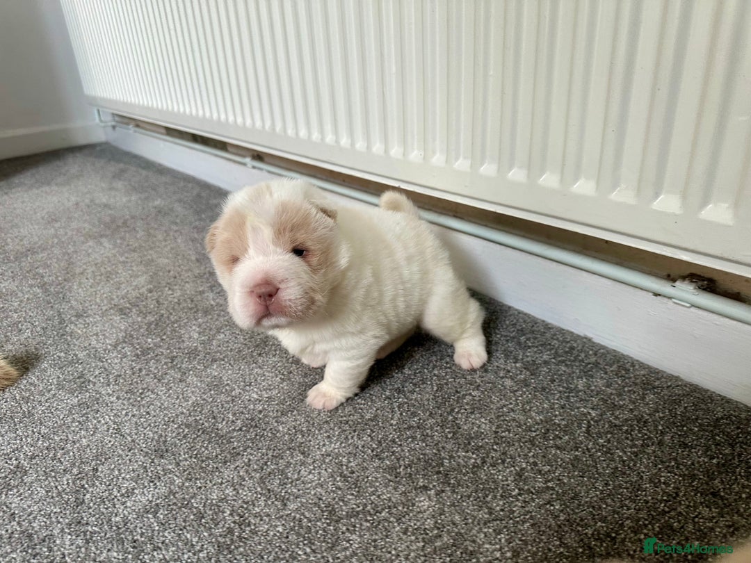 Shar Pei dogs for sale: Top quality bear coat sharpei  - Image 14