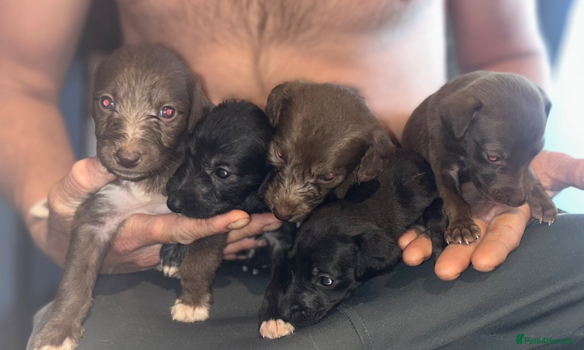 Mixed Breed dogs for sale: 11 gorgeous bedlington whippet pups  - Advert 15