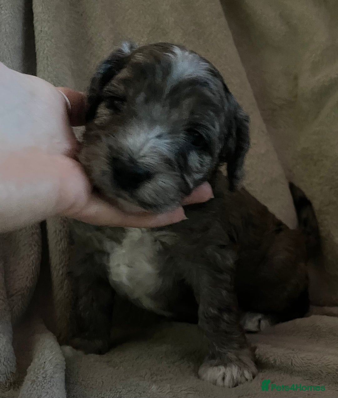 Cockapoo dogs for sale: Cockapoo  - Image 16