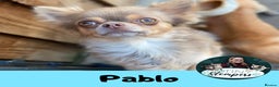 Chihuahua dogs for stud: Pablo the stud!  in Leeds - Advert 1