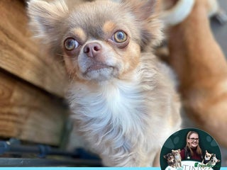 Chihuahua dogs in Leeds - Advert 19