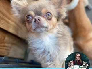 Chihuahua dogs Pablo the stud! in Leeds - Advert 19