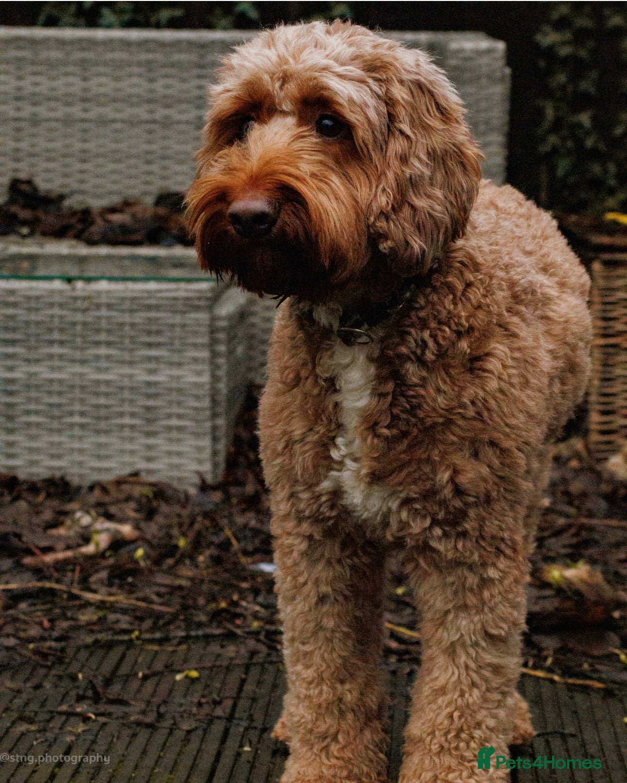 Cockapoo dogs Stanley  - Advert 2