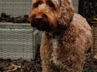 Cockapoo dogs Stanley - Advert 1