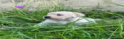 Golden Retriever dogs for sale: KC Registered Golden Retriever puppies in Pencader - Advert 4