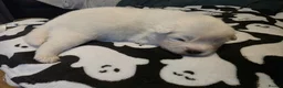 Samoyed dogs for sale: Samoyed puppies - Advert 7