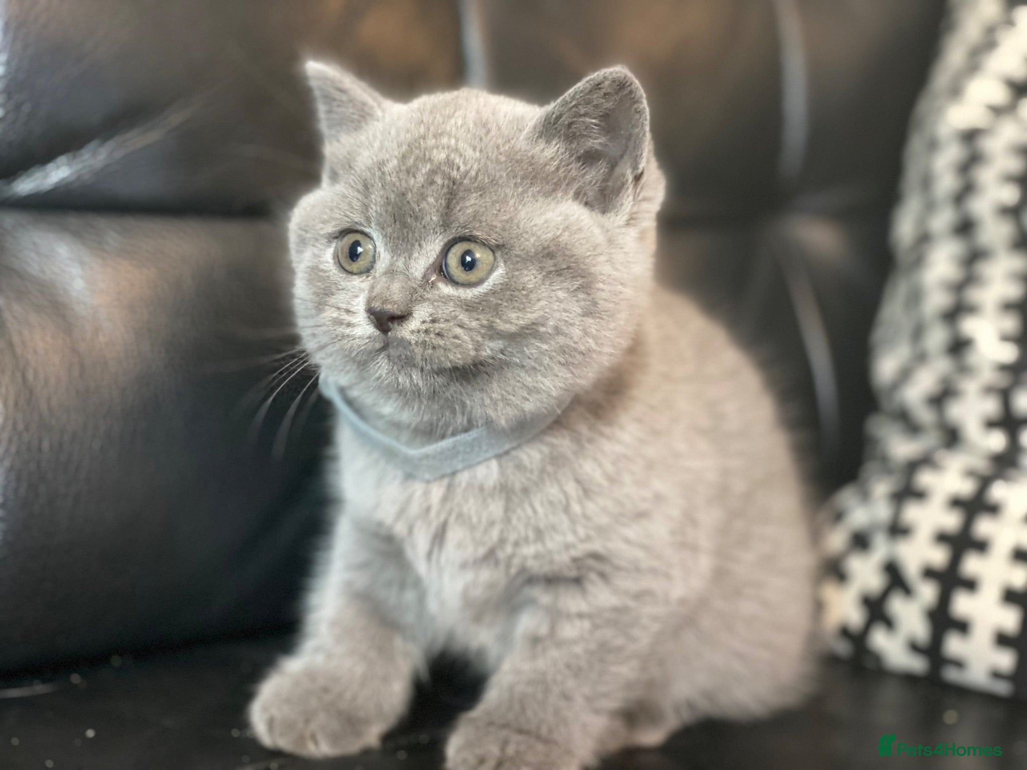 British Shorthair cats Pure British Blue - Ready for New Homes! - Advert 12