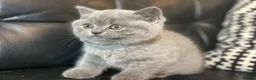 British Shorthair cats for sale: ✨ Beautiful Kittens – Ready for New Homes! - Advert 5
