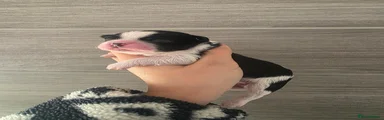 Shihpoo 3