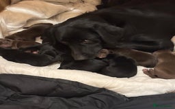 Labrador Retriever dogs for sale: Beautiful litter of brown & black labrador puppies - Image 8