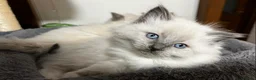 Ragdoll cats for sale: Ragdoll Kittens - Advert 26