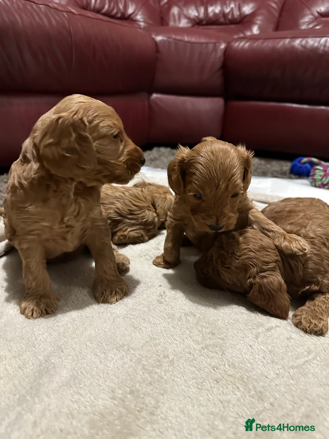 Cockapoo dogs for sale: 4left ready to leave 13th Feb - Advert 16